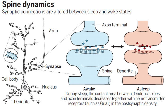 Рис. 1. Рисунок, иллюстрирующий главный вывод обеих обсуждаемых работ: во время сна происходит ослабление синапсов