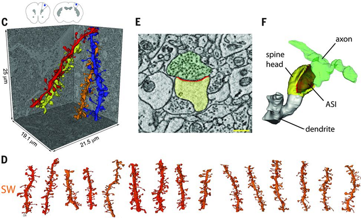 Рис. 2. Объемные реконструкции дендритов и синапсов, полученные при помощи трехмерной электронной микроскопии