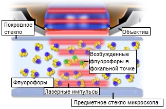 Возбуждение флуорофоров в многофотонной микроскопии