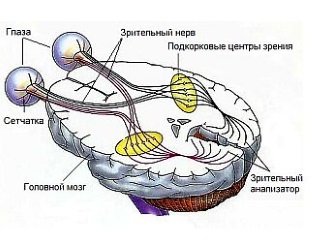 Зрительный анализатор