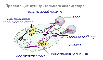 Зрительный анализатор